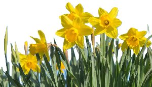 Daffodils